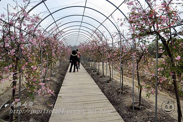 27員農種苗芬園花卉生產休憩園區櫻花隧道.JPG