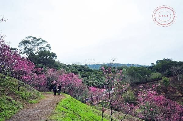 22 2014大坑濁水巷櫻花林.JPG