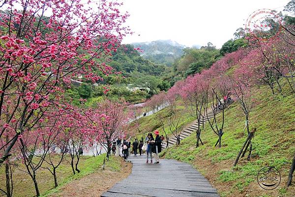 29 2014大坑濁水巷櫻花林.JPG