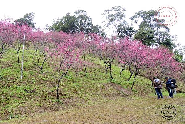 31 2014大坑濁水巷櫻花林.JPG