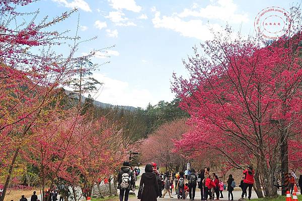 35 2014武陵農場賞櫻-雪霸國家公園警察隊.JPG