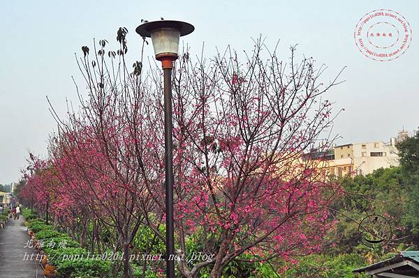 09 台中南門溪旁南門環保公園櫻花步道.JPG