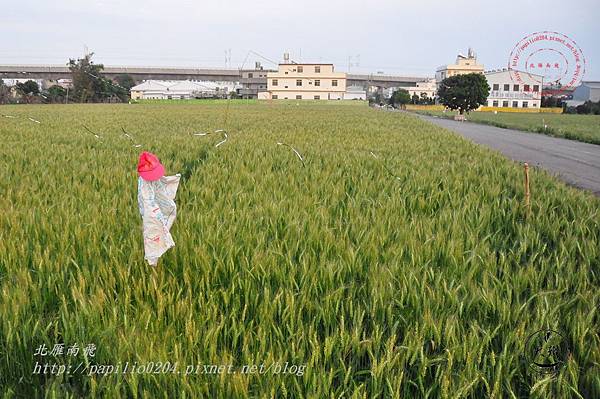 30 大雅秀山路麥田.JPG