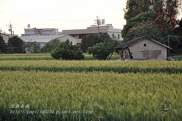 39 大雅秀山路麥田.JPG