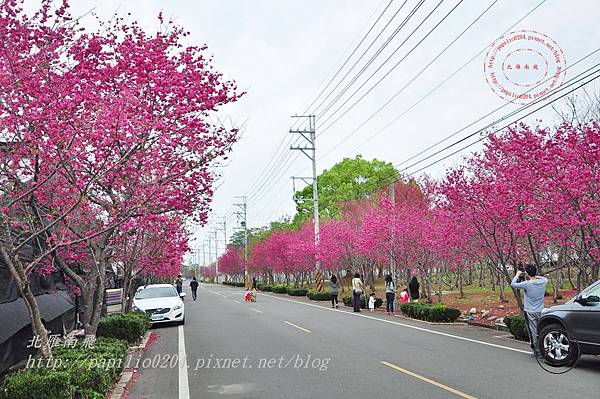 32新社櫻木花道(興社路二段).JPG