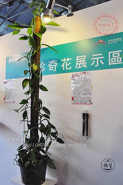 63 2014台灣國際蘭展競豔館珍奇花展示區-最好吃的蘭花香莢蘭Vanilla planifolia  .JPG