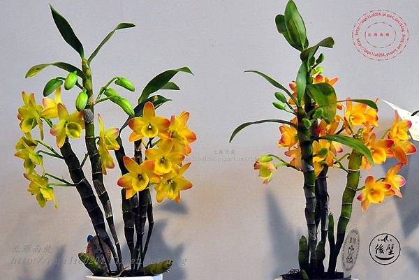 73 蘭展競豔館競賽花區H組(新花競賽)新品種個體獎-Den. Lai's Orange #1 #3 'L.S.F.'.JPG