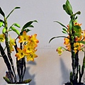 73 蘭展競豔館競賽花區H組(新花競賽)新品種個體獎-Den. Lai's Orange #1 #3 'L.S.F.'.JPG