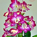 75蘭展競豔館競賽花區H組(新花競賽)新品種個體獎-Den. Red Emper 'Prince x Lai's New Stage ' L.S.F.'.JPG