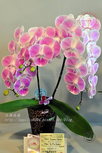 79蘭展競豔館競賽花區H組(新花競賽)新品種個體獎-Phal. [Jiayou Honny x Yu Pin Easter Island]  'SK001-1'.JPG