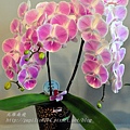 79蘭展競豔館競賽花區H組(新花競賽)新品種個體獎-Phal. [Jiayou Honny x Yu Pin Easter Island]  'SK001-1'.JPG