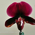 86 2014台灣國際蘭展競豔館競賽花B組(仙履蘭)參賽花-Paph.[charlesworthii x Pulsarabre] DM'.JPG