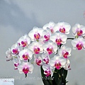 89 2014台灣國際蘭展競豔館競賽花C組(蝴蝶蘭)參賽花-Phal. Wen Ming Sweet Girl  'Wen Ming'.JPG