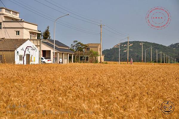 17金門官嶼農地重劃區麥田.JPG