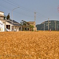 17金門官嶼農地重劃區麥田.JPG