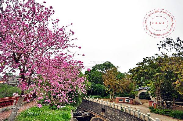 15金門瓊林南洋櫻花(羊蹄甲)花道.JPG