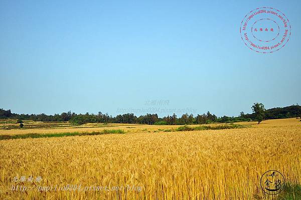 11 金門東山前光華路一段沿線麥田.JPG