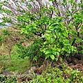 29彭佳嶼人為栽植的桑樹.JPG
