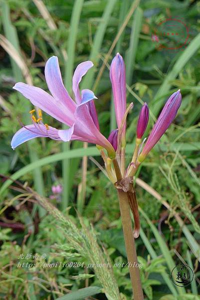 056東引紫澳紅藍石蒜.JPG