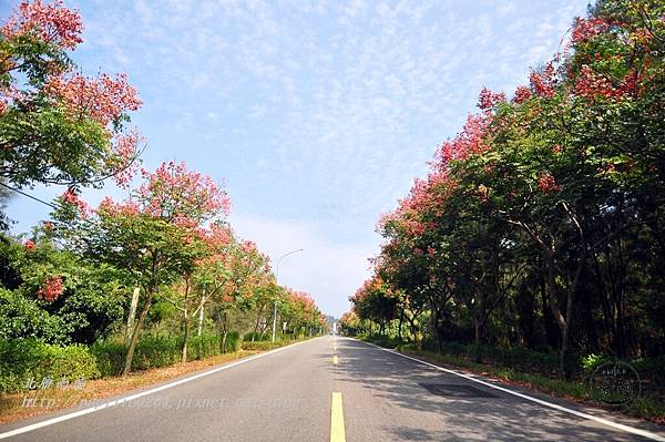 金門黃海路台灣欒樹