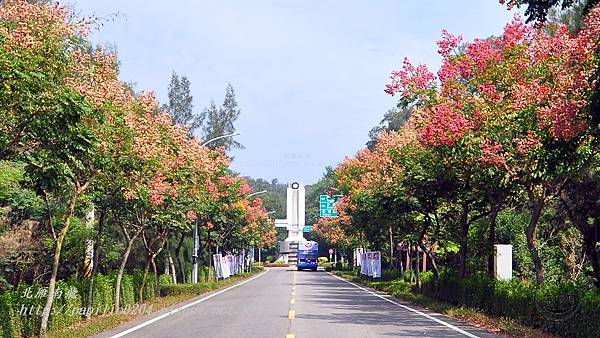 金門黃海路台灣欒樹 刊頭