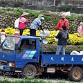 2014苗栗銅鑼杭菊芋頭節—菊祥如芋 