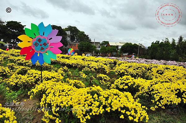 2014苗栗銅鑼杭菊芋頭節—菊祥如芋 