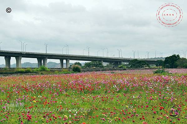 2014苗栗銅鑼杭菊芋頭節—菊祥如芋 