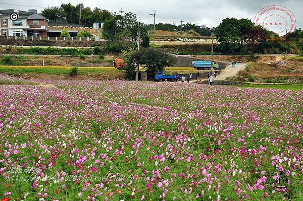 2014苗栗銅鑼杭菊芋頭節—菊祥如芋 