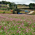 2014苗栗銅鑼杭菊芋頭節—菊祥如芋 