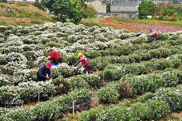 2014苗栗銅鑼杭菊芋頭節—菊祥如芋 