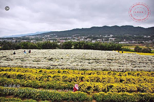 2014苗栗銅鑼杭菊芋頭節—菊祥如芋 