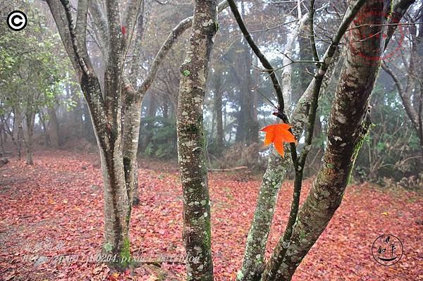 大雪山森林遊樂區售票口青楓