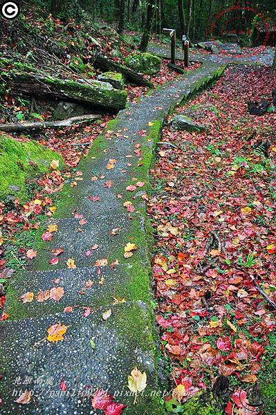 大雪山森林遊樂區小木屋區