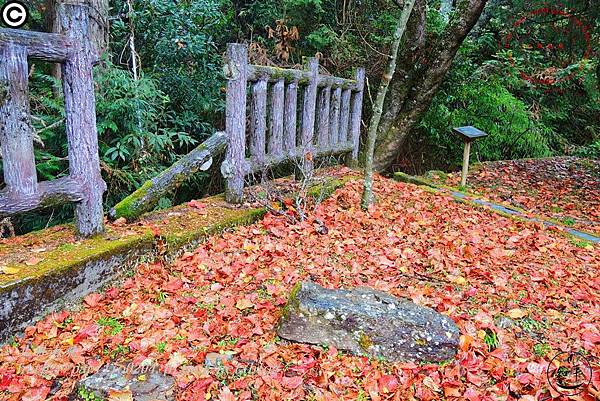 大雪山森林遊樂區第一賓館