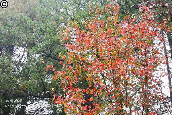 大雪山森林遊樂區往雪山神木林道