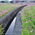 [台中‧南屯] 鎮和巷花海