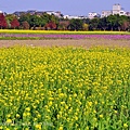 [台中‧南屯] 鎮和巷花海