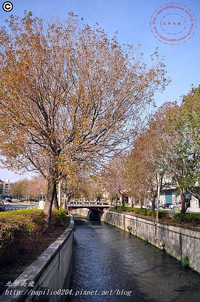 [台中‧南屯] 楓樹里南屯溪環中路下游沿岸楓香 