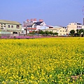 [台中‧南屯]中和里中和巷沿線田間花海