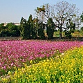 [台中‧南屯]中和里中和巷沿線田間花海