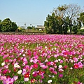 [台中‧南屯]中和里中和巷沿線田間花海