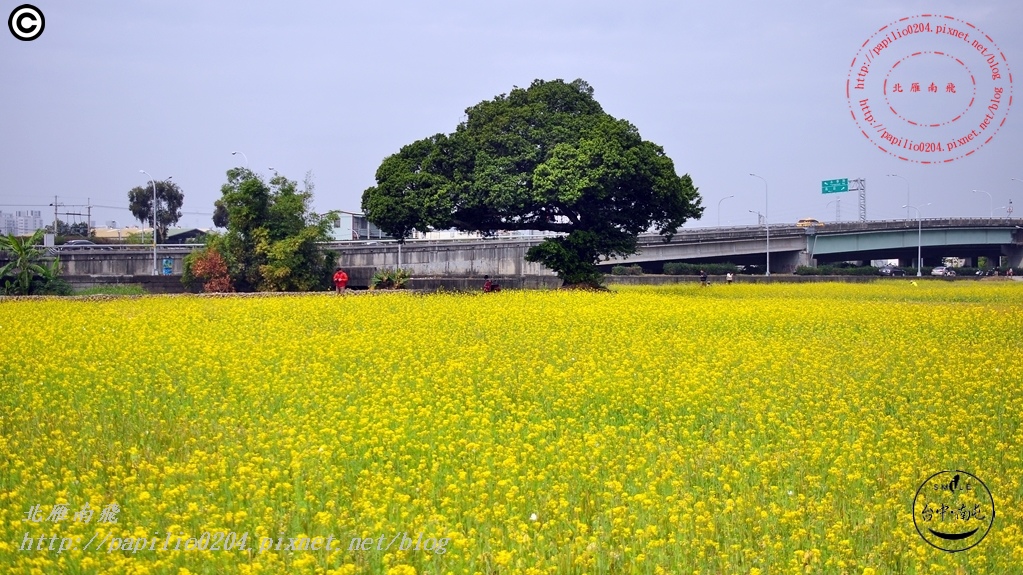 [台中‧南屯] 鎮平里青榕公