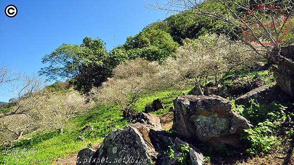 南投仁愛中原部落互助國小後山賞梅花