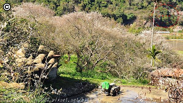 南投仁愛中原部落互助國小後山賞梅花