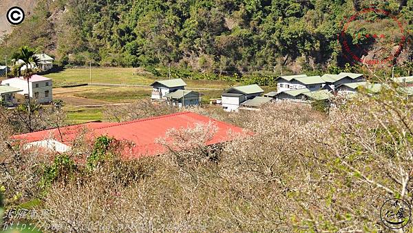 南投仁愛中原部落互助國小後山賞梅花