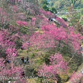 台中大坑濁水巷櫻花林 2015