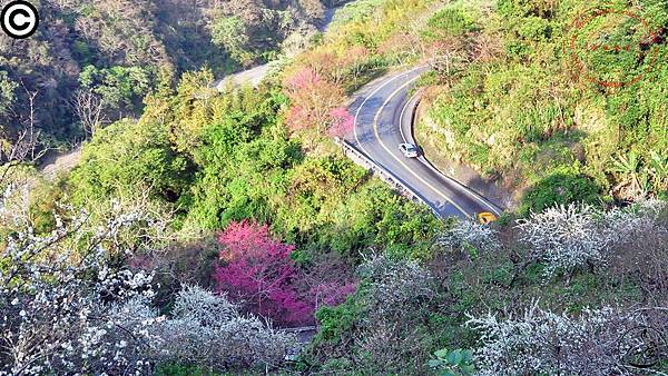 台14中橫支線埔霧公路沿線櫻花