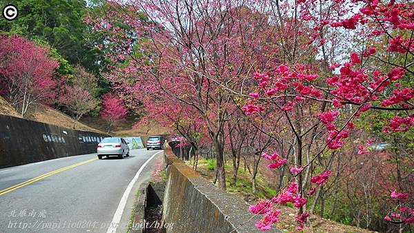 新社區中95線鄉道(興和產業道路)沿線櫻花林