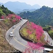 新社區中95線鄉道(興和產業道路)沿線櫻花林